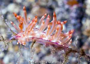Flabellinidae
Nikon D200, twin strobo,60 micro
Lembeh s... by Marchione Giacomo 